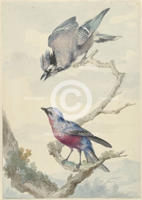 Two birds: a blue jay and a purple breast motinga, 1760. Creator: Aert Schouman.