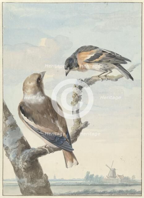 Two birds: an apple finch (coccothraustes coccothraustes) and a keep (fringilla montifringilla), 175 Creator: Aert Schouman.