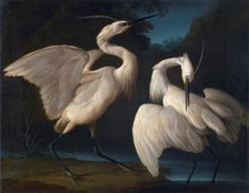 Two Birds, c1730-1740. Creator: Duranti, Giorgio (1683-1768)
