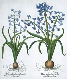 Two blue hyacinths, 1613. Creator: Unknown