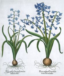 Two blue hyacinths, 1613. Creator: Unknown