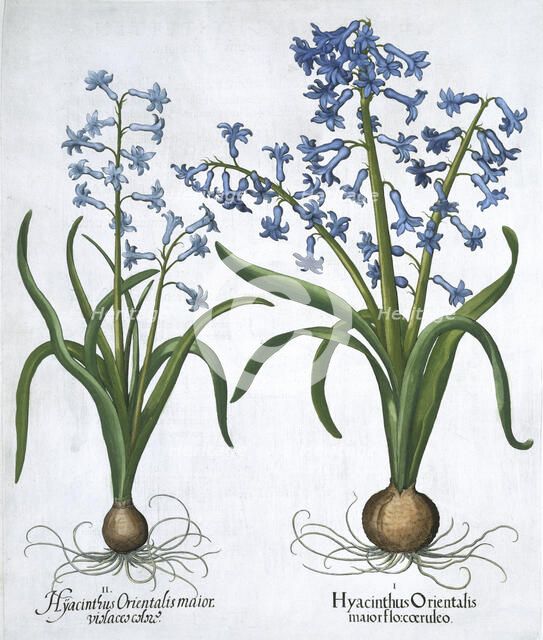 Two blue hyacinths, 1613. Artist: Unknown