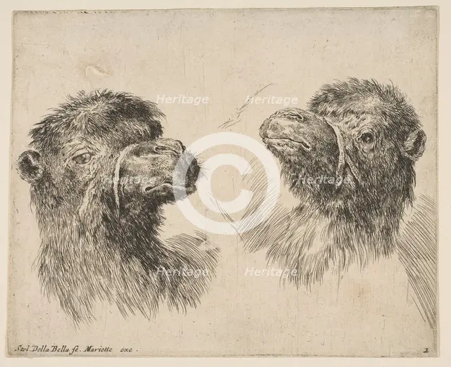 Two Camel Heads, ca. 1641. Creator: Stefano della Bella.