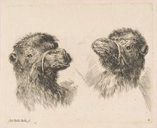 Two Camel Heads, ca. 1641. Creator: Stefano della Bella