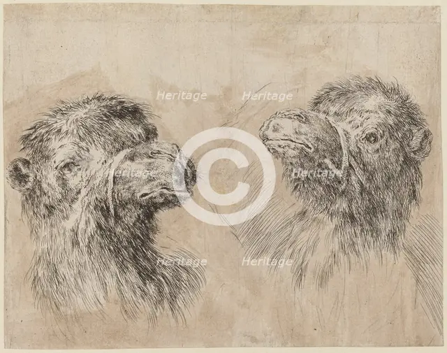 Two Camel Heads [recto], probably 1649. Creator: Stefano della Bella.