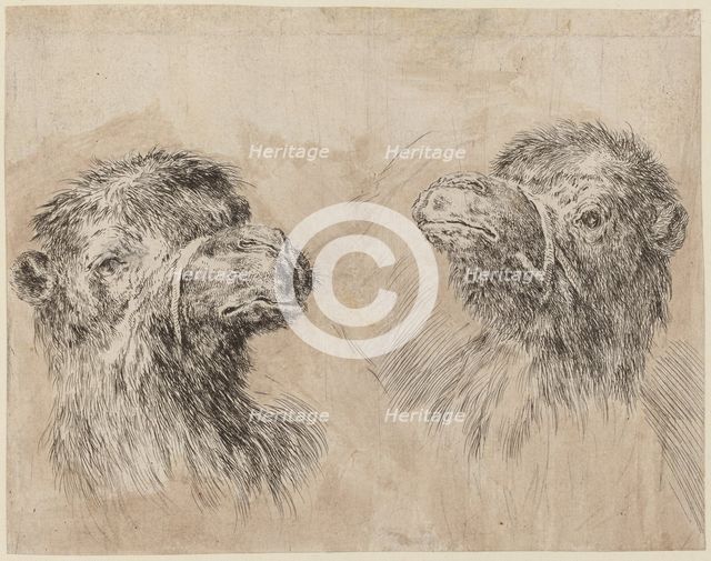 Two Camel Heads [recto], probably 1649. Creator: Stefano della Bella.