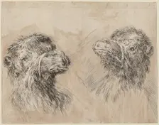 Two Camel Heads [recto], probably 1649. Creator: Stefano della Bella