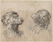 Two Camel Heads [recto], probably 1649. Creator: Stefano della Bella