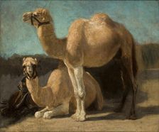 Two Camels, between 1852-1853. Creator: Henryk Rodakowski