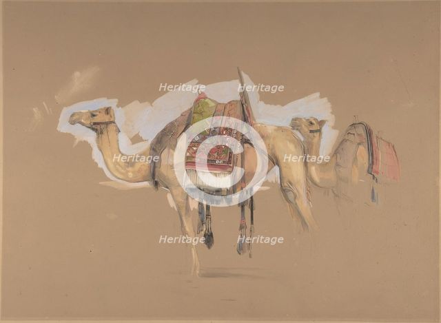 Two Camels, ca. 1843. Creator: John Frederick Lewis.