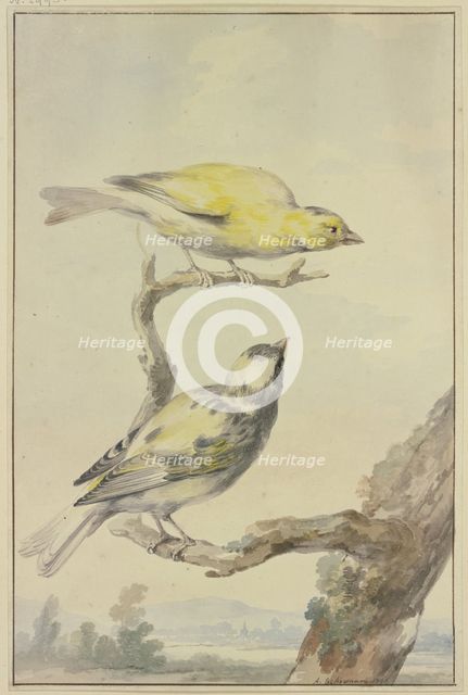 Two canaries, 1763. Creator: Aert Schouman.