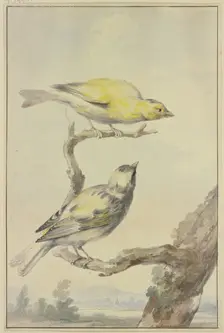 Two canaries, 1763. Creator: Aert Schouman