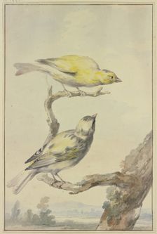 Two canaries, 1763. Creator: Aert Schouman