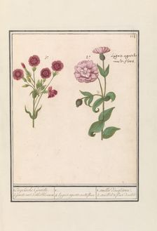 Two carnations (Dianthus), 1596-1610. Creators: Anselmus de Boodt, Elias Verhulst