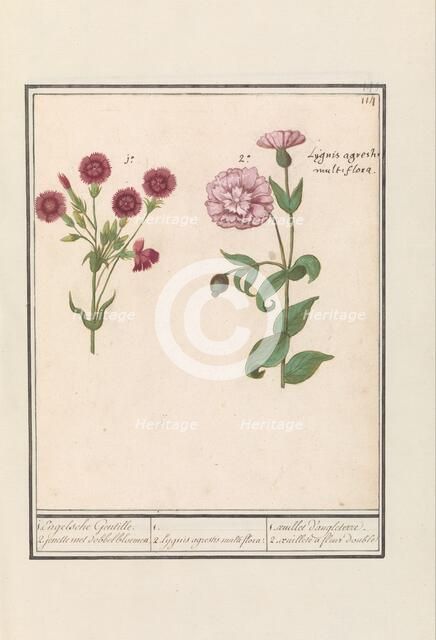 Two carnations (Dianthus), 1596-1610. Creators: Anselmus de Boodt, Elias Verhulst.