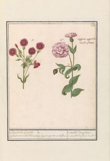 Two carnations (Dianthus), 1596-1610. Creators: Anselmus de Boodt, Elias Verhulst