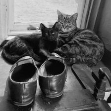 Two cats beside a pair of slippers on the window sill of a house in Lacock, Wiltshire, 1950s. Artist: John Gay