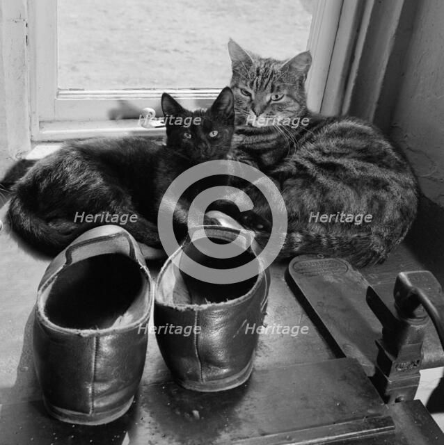 Two cats beside a pair of slippers on the window sill of a house in Lacock, Wiltshire, 1950s. Artist: John Gay.