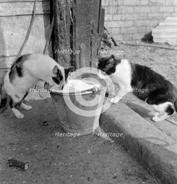Two cats drinking from a pail of milk, Hertfordshire, 1950s-1960s. Artist: John Gay.
