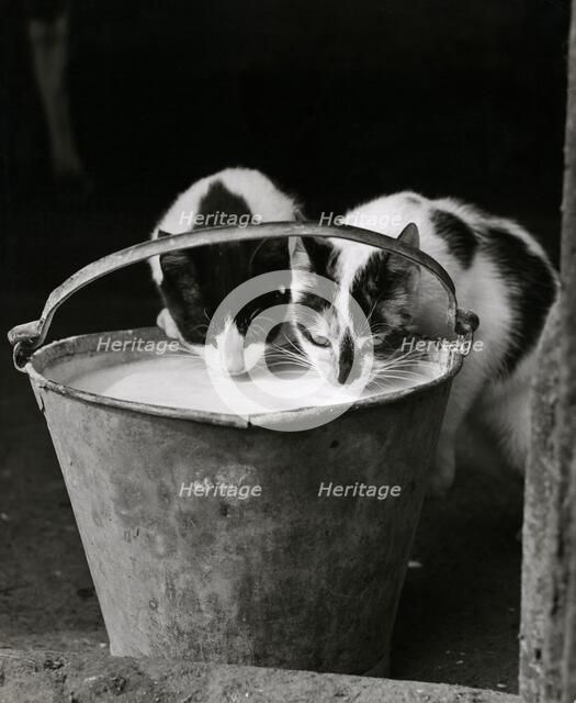 Two cats drinking milk from a pail, 1946-1980.  Artist: John Gay.