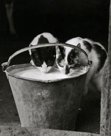 Two cats drinking milk from a pail, 1946-1980. Artist: John Gay