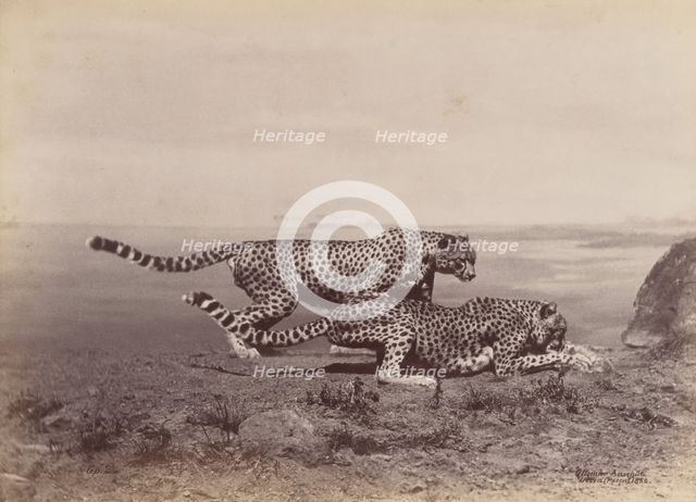 [Two Cheetahs], 1888. Creator: Ottomar Anschütz.