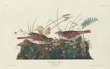 Two-colored Sparrow, 1831. Creator: Robert Havell