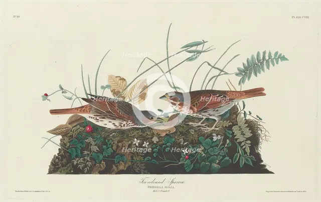 Two-colored Sparrow, 1831. Creator: Robert Havell.