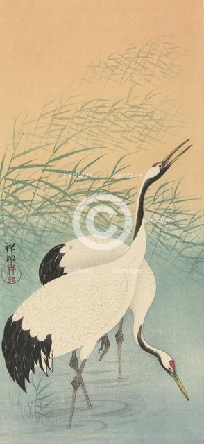 Two cranes, 1925-1936. Creator: Ohara, Koson (1877-1945).
