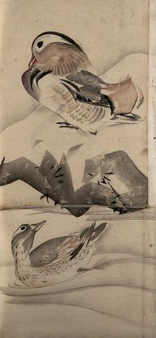 Two ducks in a landscape, (unknown date). Creator: Unknown