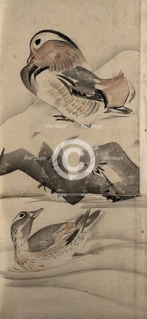 Two ducks in a landscape, (unknown date). Creator: Unknown.