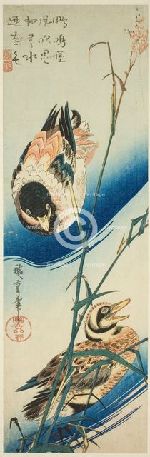 Two Ducks Swimming Among Reeds, c. 1834/39. Creator: Ando Hiroshige.