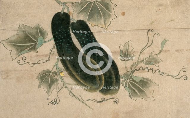 Two dill cucumbers, (unknown date). Creator: Unknown.
