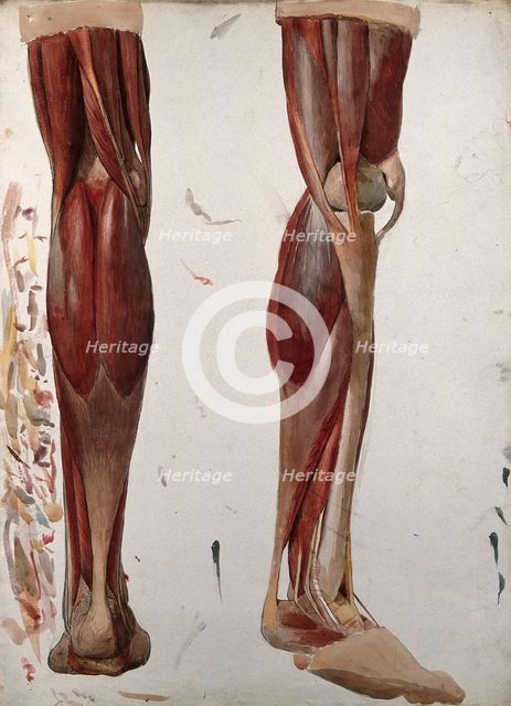 Two dissections showing the muscles of the leg, (1833?). Creator: Johann Conrad Zeller.