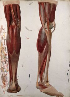 Two dissections showing the muscles of the leg, (1833?). Creator: Johann Conrad Zeller