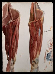 Two dissections showing the muscles of the thigh, hip, pelvis and knee, (1833?). Creator: Johann Conrad Zeller