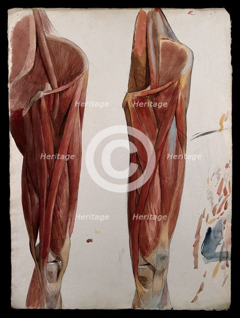 Two dissections showing the muscles of the thigh, hip, pelvis and knee, (1833?). Creator: Johann Conrad Zeller.