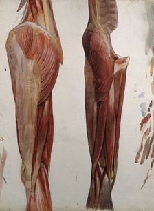 Two dissections showing the muscles of the thigh, hip, pelvis and knee, (1833?). Creator: Johann Conrad Zeller