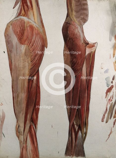 Two dissections showing the muscles of the thigh, hip, pelvis and knee, (1833?). Creator: Johann Conrad Zeller.
