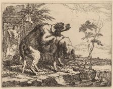 Two Dogs Copulating, probably c. 1640/1642. Creator: Jan Fyt
