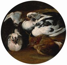 Two doves and a thrush