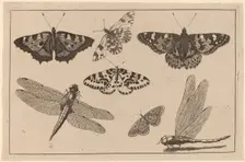 Two Dragonflies and Five Butterflies. Creator: Wenceslaus Hollar