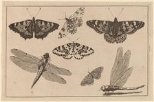 Two Dragonflies and Five Butterflies. Creator: Wenceslaus Hollar