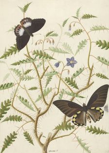 Two Exotic Butterflies on a Blooming Bush, 1774-1842. Creator: Hermanus de Wit