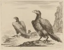 Two Eagles, Both with Heads Turned to the Left, On a High Cliff. Creator: Stefano della Bella