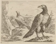 Two Eagles, Both with Heads Turned to the Left. Creator: Stefano della Bella