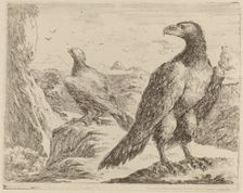 Two Eagles, Both with Heads Turned to the Left. Creator: Stefano della Bella