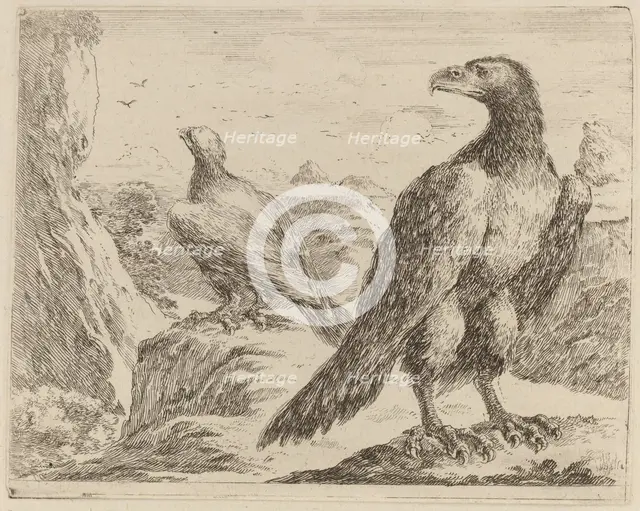 Two Eagles, Both with Heads Turned to the Left. Creator: Stefano della Bella.