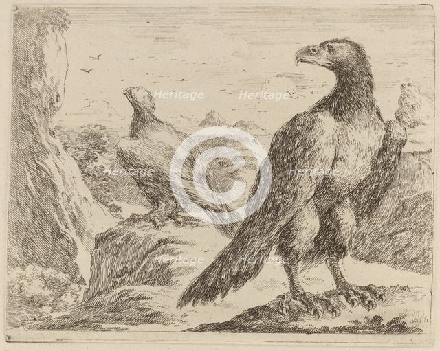 Two Eagles, Both with Heads Turned to the Left. Creator: Stefano della Bella.