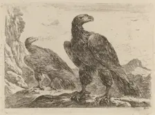Two Eagles, Both with Heads Turned to the Right. Creator: Stefano della Bella
